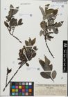 Foto von Salix glabra Scop.